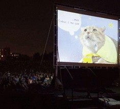 В Северной Ирландии состоялся фестиваль самых популярных кошек на Youtube
