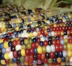 Первую разноцветную кукурузу вырастили в США
