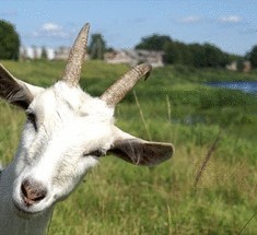 Киевлянка держит дома семнадцать коз