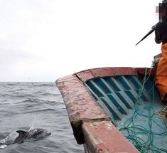 Жестокие перуанцы используют дельфинов как наживку для акул