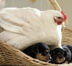 Курица, которая воспитывает щенков ротвейлера