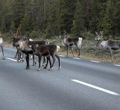 В Норвегии оленей «оснастили» светоотражателями