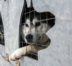 Гонка на собачьих упряжках «По земле Сампо» 