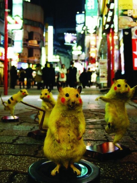 Японцы красят уличных крыс в покемонов