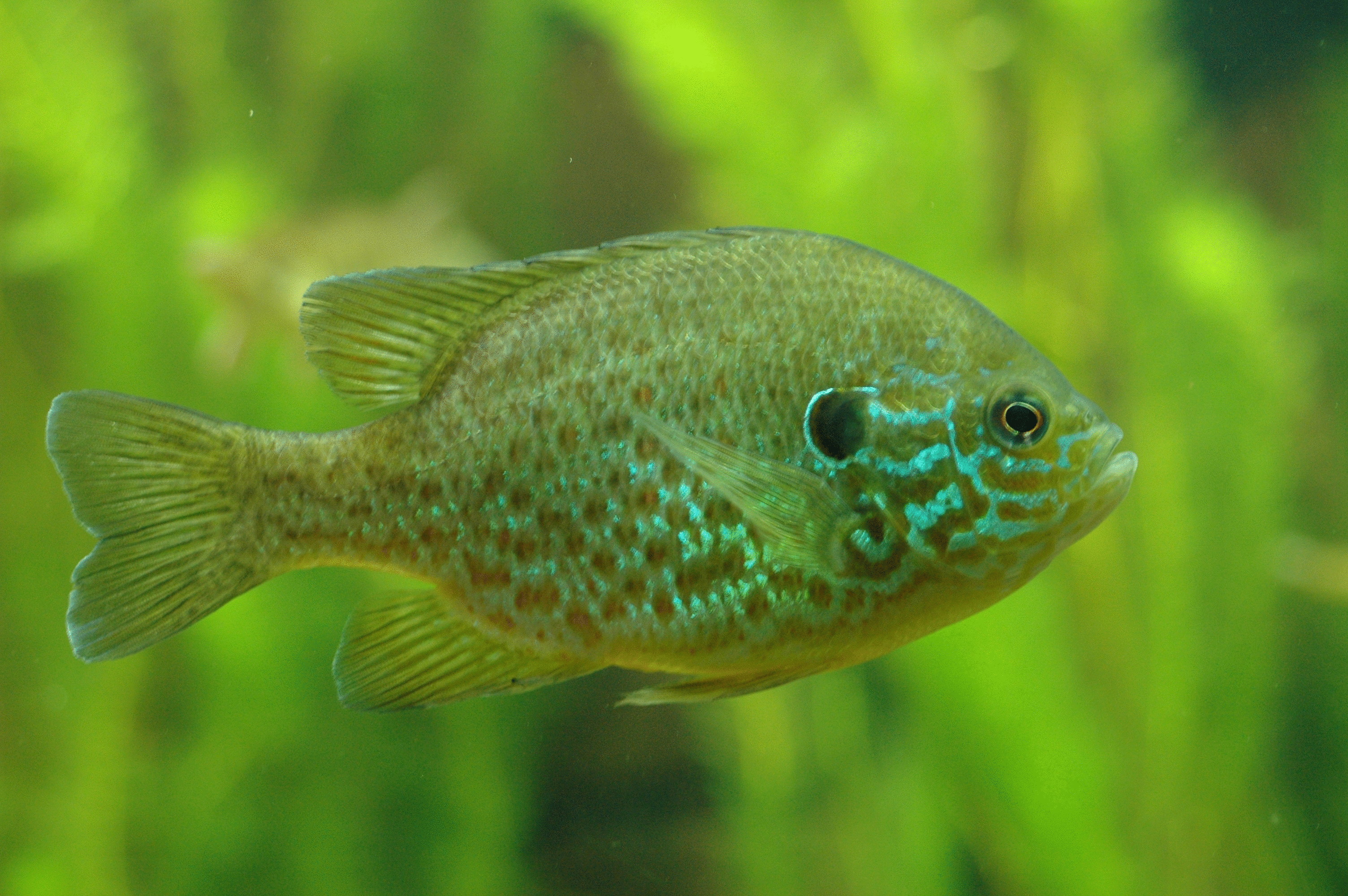 В Днепре появилось 18 новых видов рыб