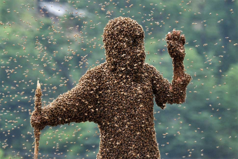 Соревнование по одеванию пчёл на человека покорило мир