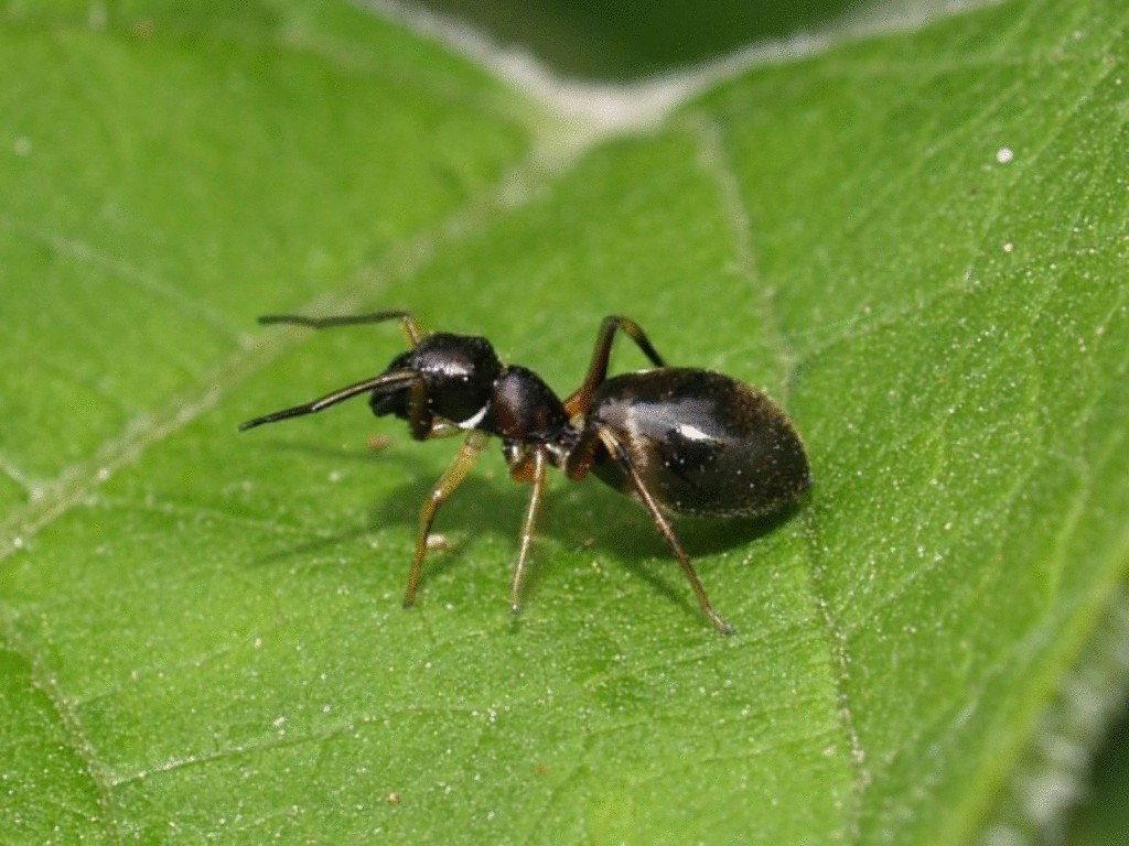 Муравей фото. Myrmarachne japonica. Черноголовый Лесной муравей. Муравей насекомый. Паук муравей.