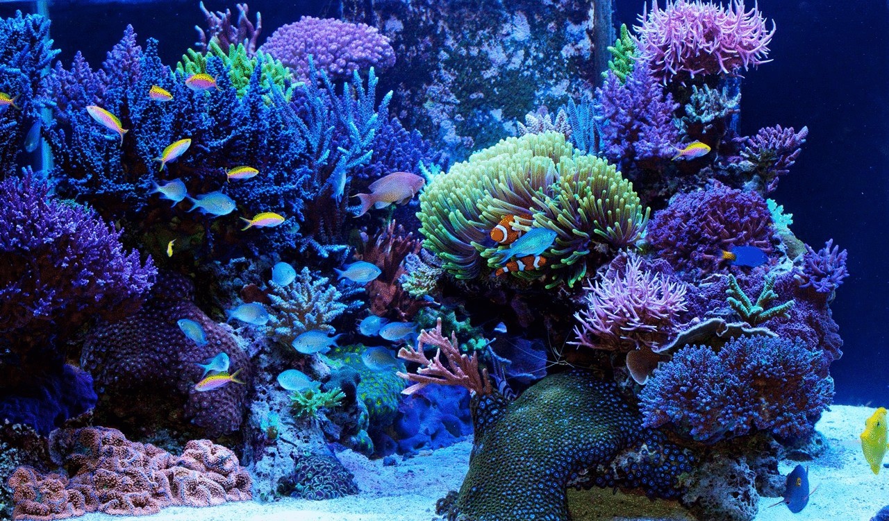 Кораллы в морском аквариуме
