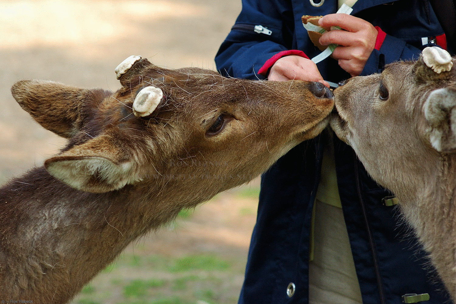 В Японии дикие олени кланяются, когда люди дают им угощение