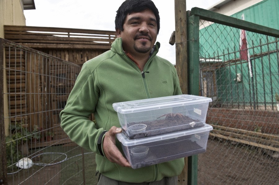 Завораживающая паучья ферма в Чили