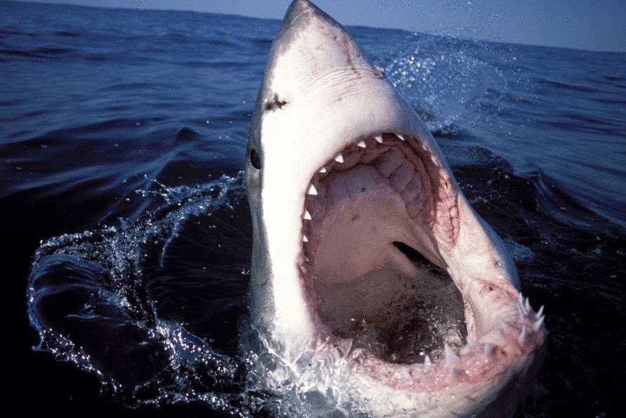 3 самых опасных для человека акул