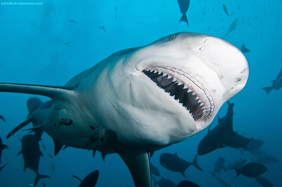 3 самых опасных для человека акул