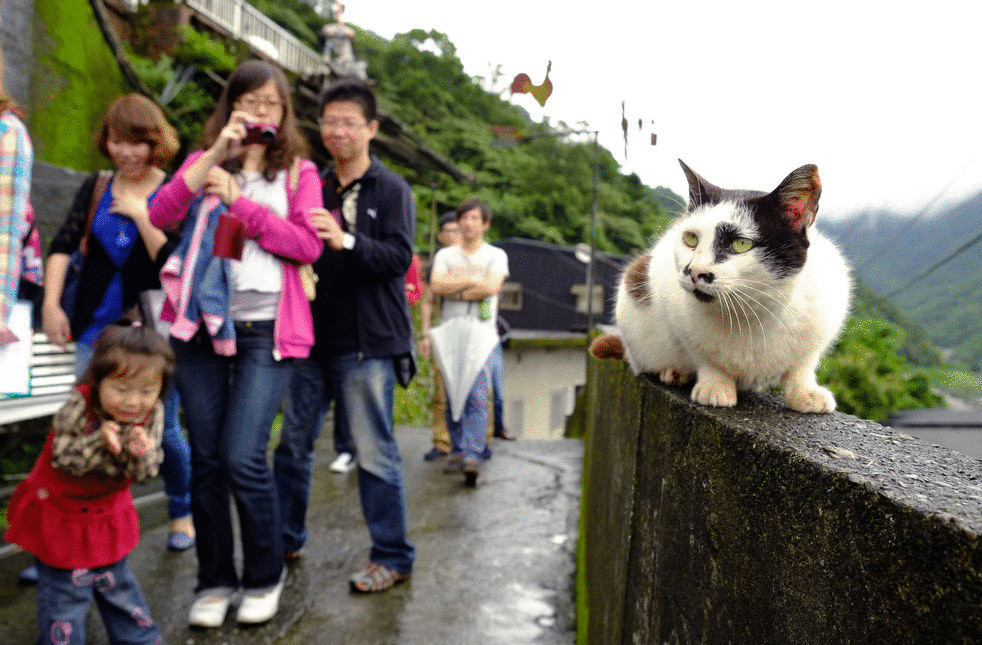 В Тайване существует настоящая кошачья деревня