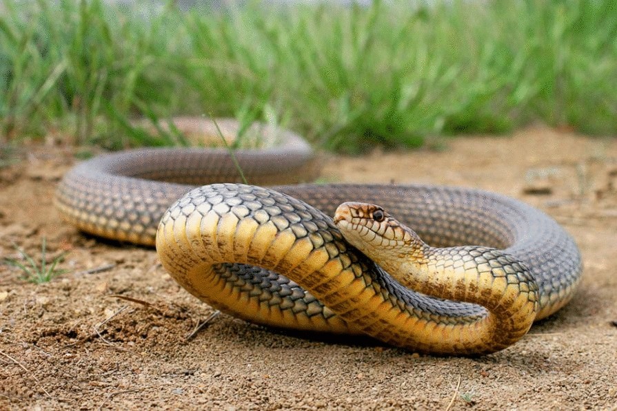 Как выжить после укуса ядовитой змеи?