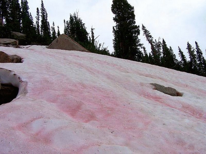 В Караганде выпал розовый снег