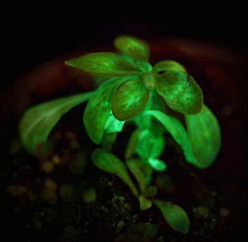 Создано первое в мире светящееся в темноте растение