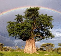 Уникальные лечебные свойства деревьев