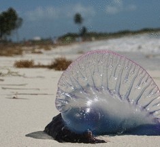 Можно ли вылечить радикулит с помощью медуз?
