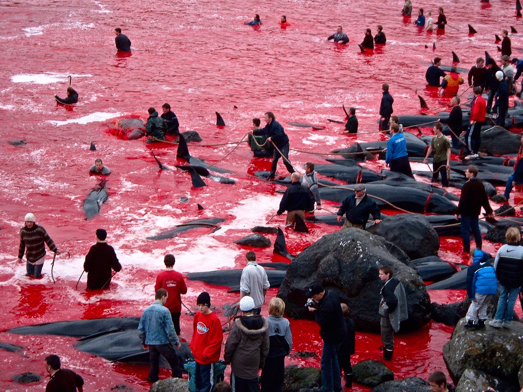 Почему жители Фарерских островов убивают дельфинов?