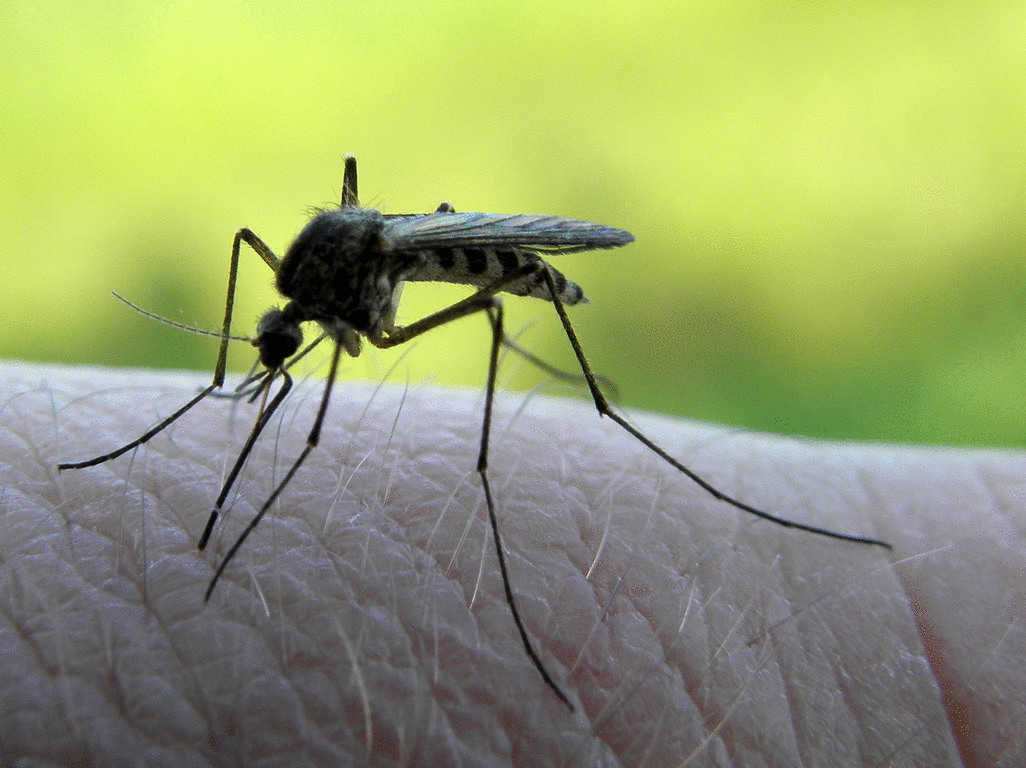Как избавить свой дом от комаров