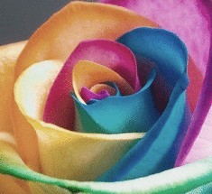 Разноцветная роза Rainbow Rose