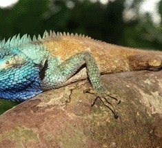 Во Вьетнаме нашли разноцветную ящерицу