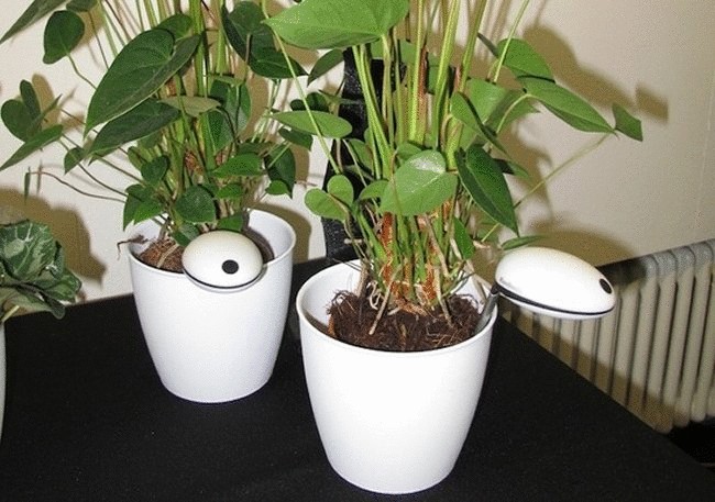 Wi-Fi-сенсор сообщит, когда растение нуждается в уходе