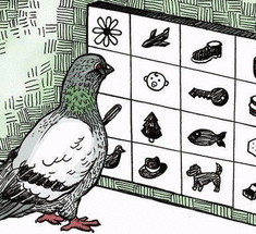 Крошечный мозг голубей работает так же, как наш