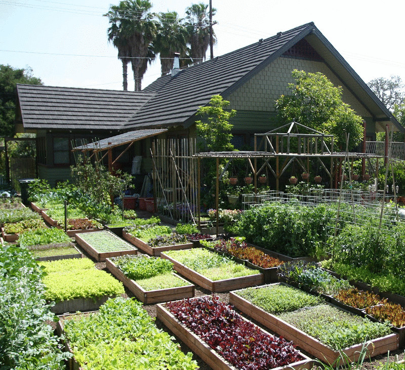 Красивые огороды и сады на даче фото