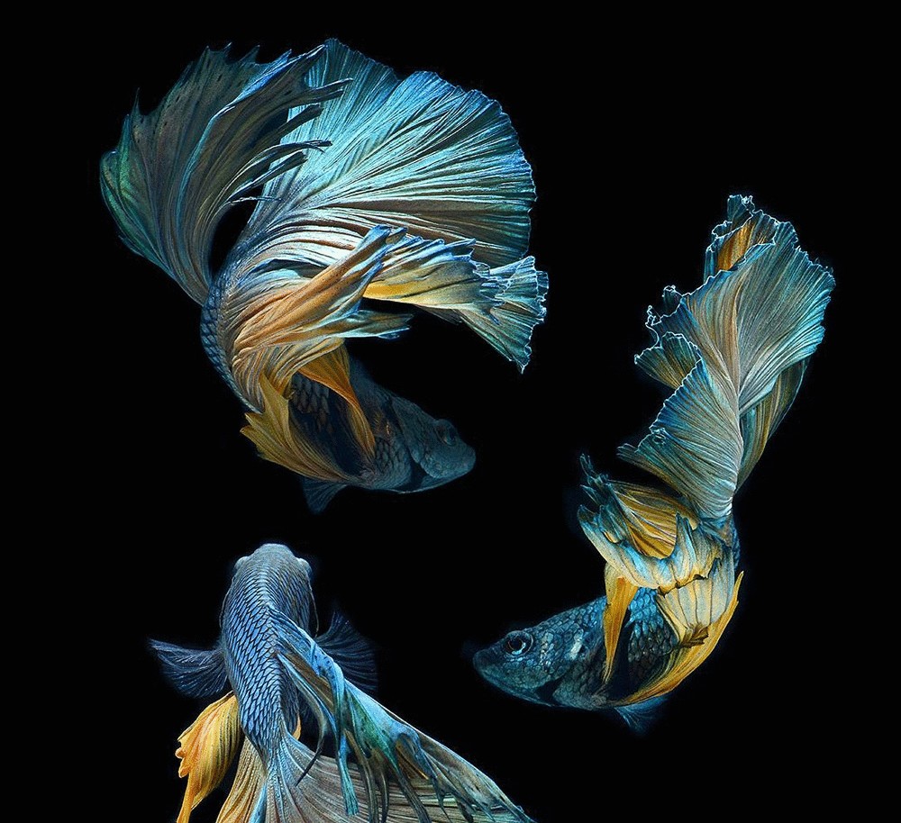 Танцующие рыбки