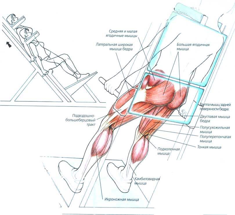 Тренажер на ягодичные мышцы в зале