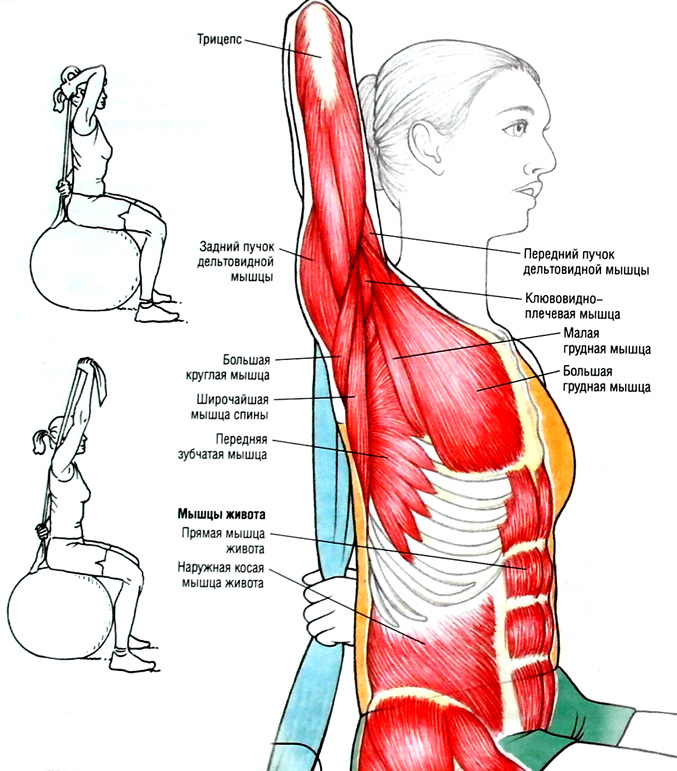Лестничные мышцы триггерные точки. Силовые упражнения для пловцов на суше. Мышца поднимающая плечо вверх. Растяжка мышц плечевого сустава. Схема мышц лопатки.