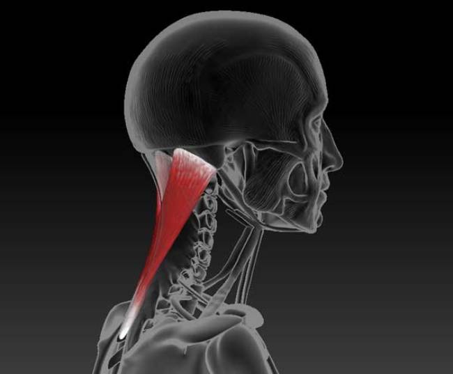 Ременная мышца головы и шеи мышцы спины