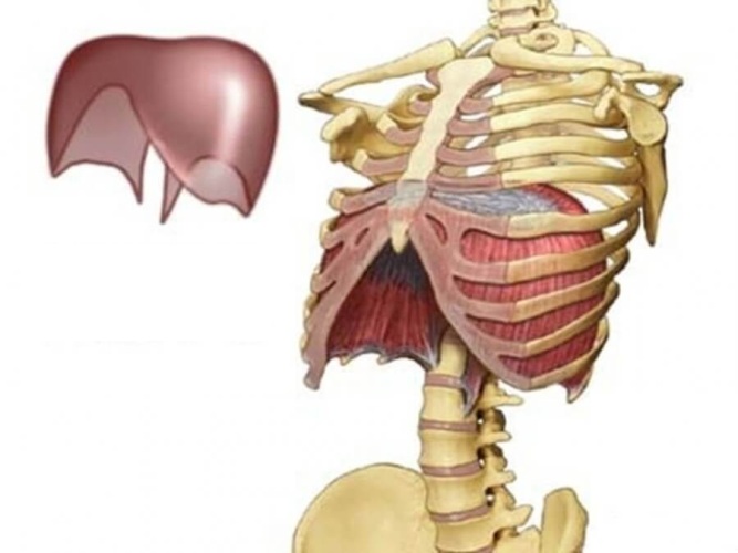 Где находится диафрагма у человека картинки