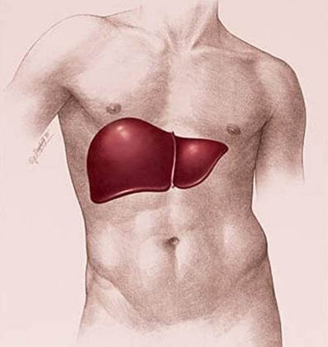 Расположение печени у человека картинки