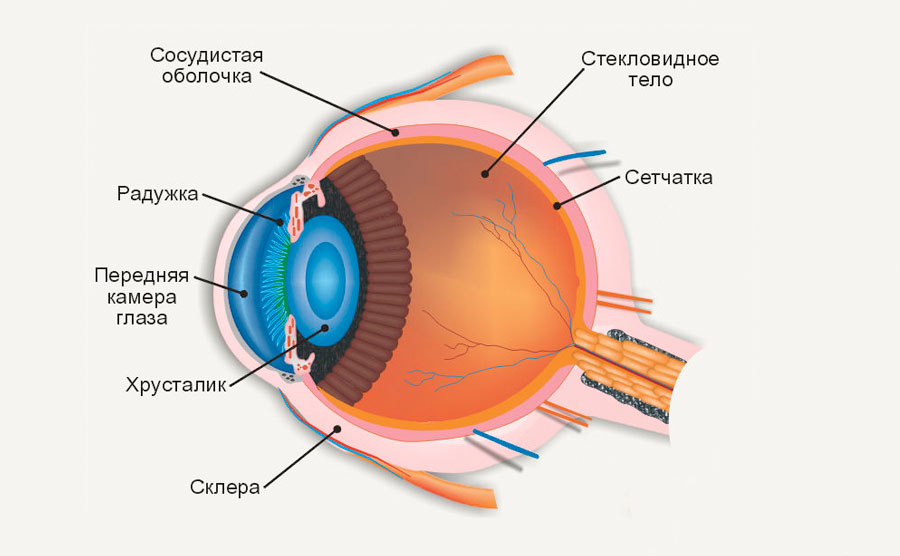 Орган зрения картинки