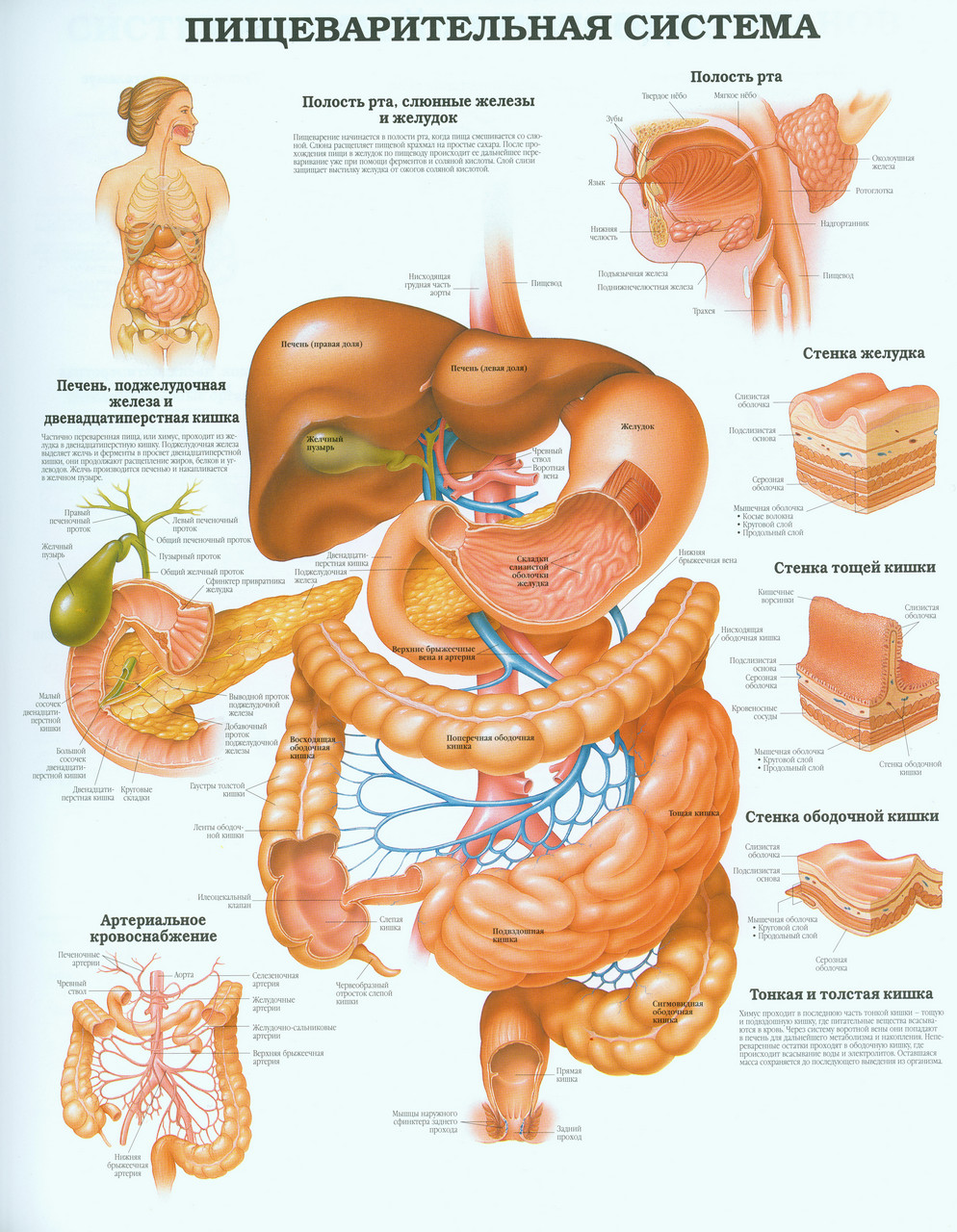 Органы человека жкт в картинках внутренние