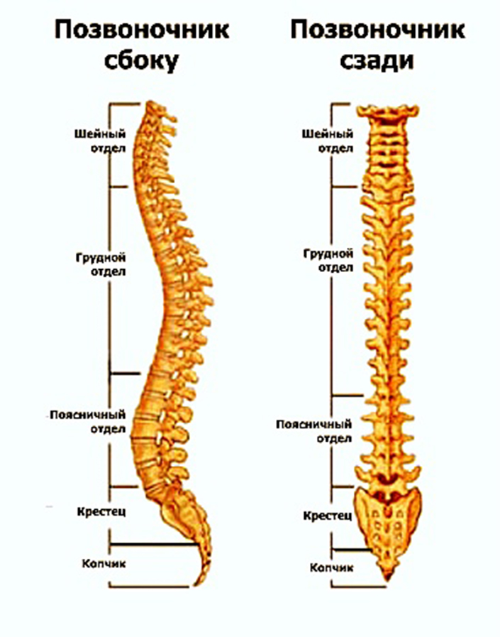 Позвоночник человека по отделам и за что отвечает у женщин фото и названия