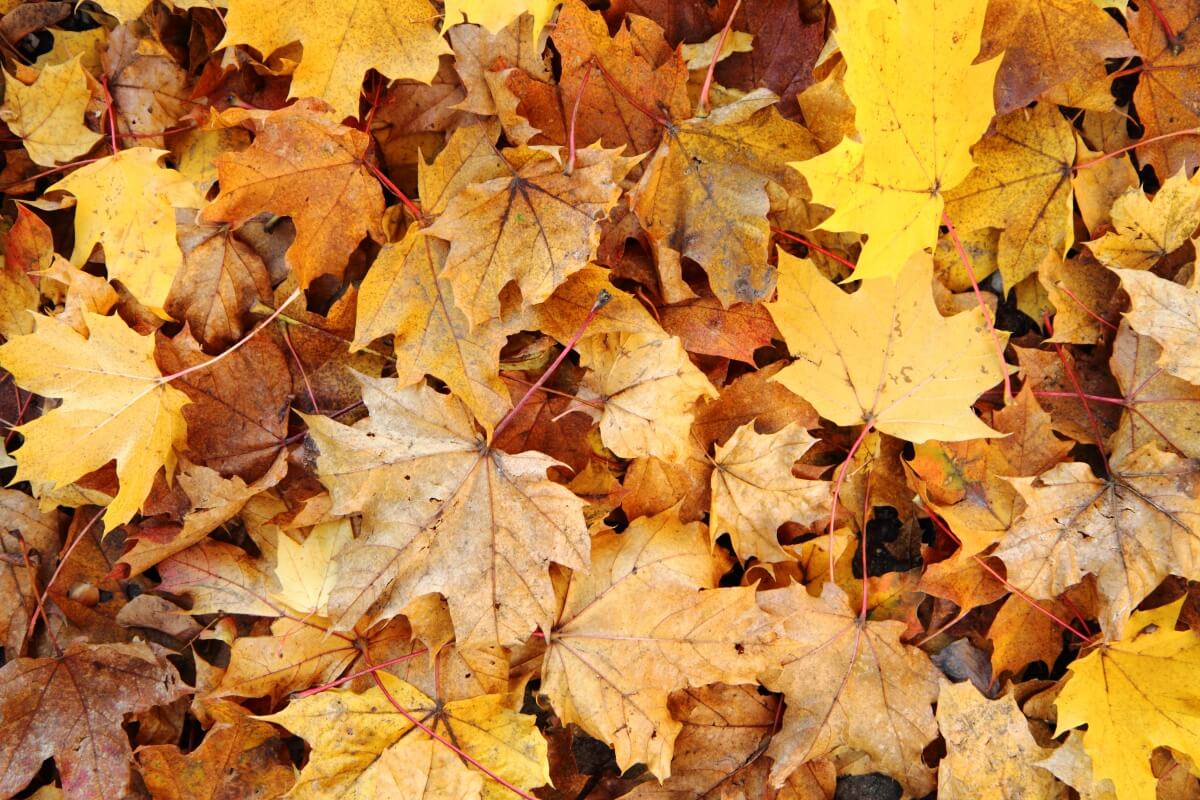 8 идей что делать с опавшими осенью листьями 