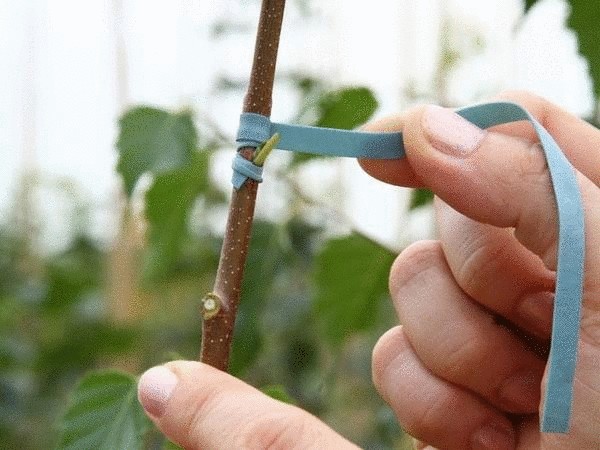 Что такое окулировка плодовых растений и как ее правильно выполнить