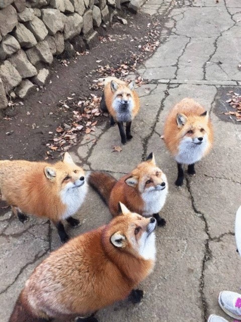 Деревня лисиц в Японии
