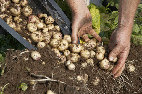 Как вырастить собственный картофель, если у Вас нет садового участка