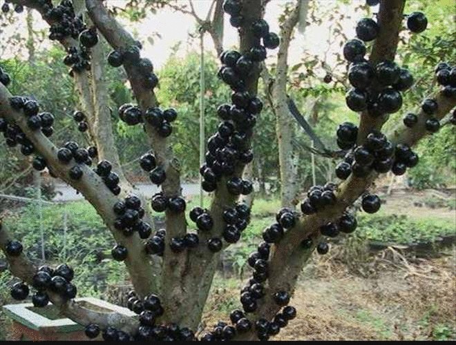 Удивительное ягодное дерево – Джаботикаба