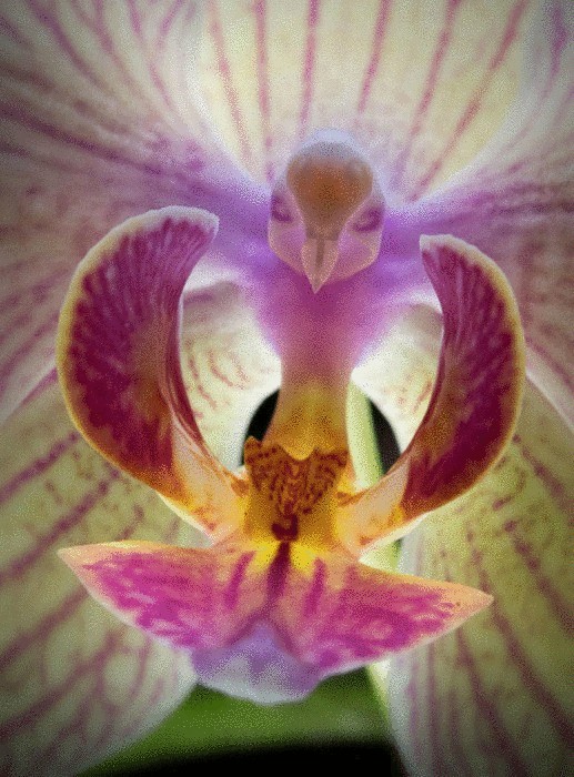 Вид орхидеи, цветы которого под определенным ракурсом похожи на птицу.