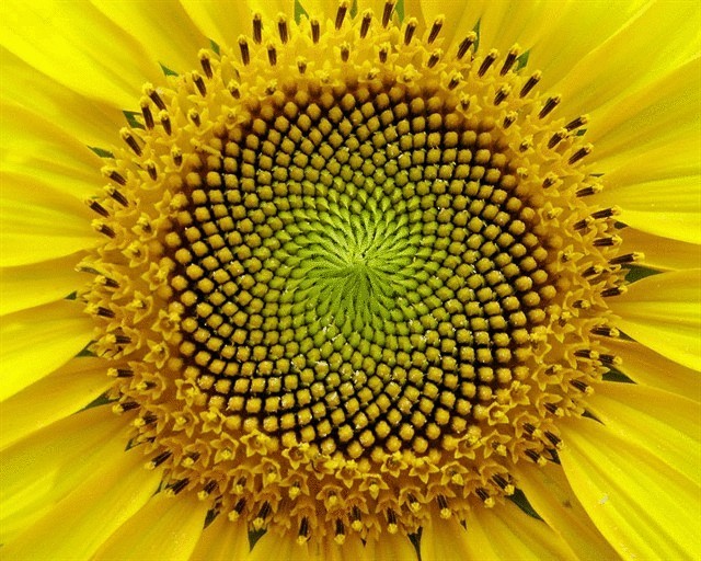 Удивительная природная симметрия в мире растений