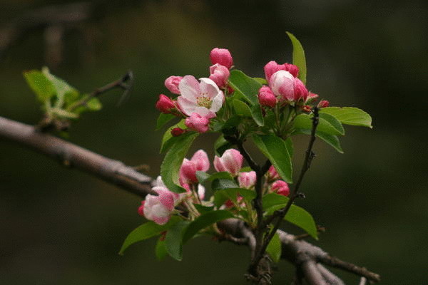 Декоративные яблони: виды, особенности выращивания, размещение на даче