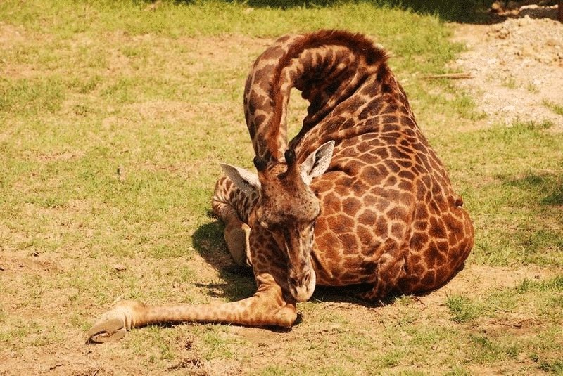 Как спят жирафы