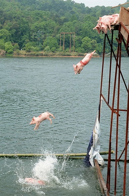 Весенний заплыв свиней в Китае