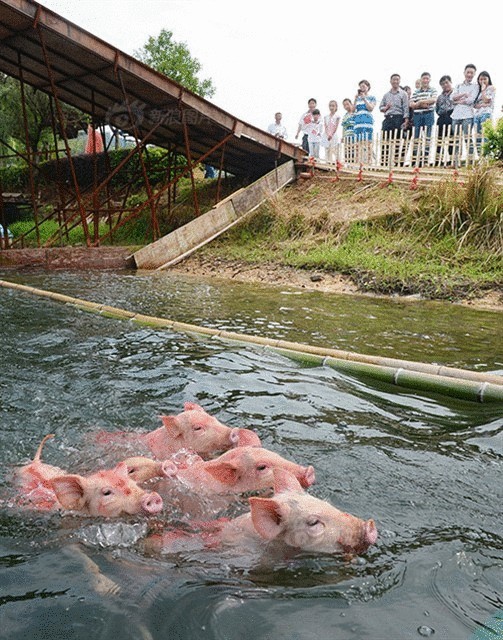 Весенний заплыв свиней в Китае