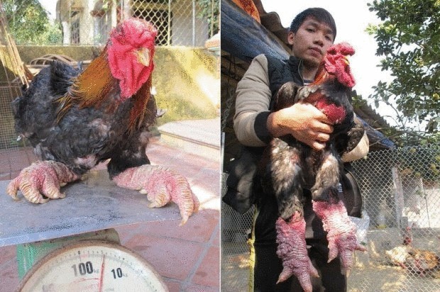 Донг Тао — редкая порода вьетнамских кур
